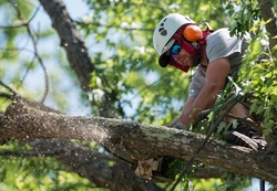 North Conway, Professional Tree Pruning